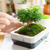 Hapinest Bonsai Tree Indoor Starter Kit 4 tipos de semillas de árboles Bonsai